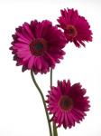 Pink Gerbera 2