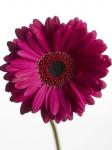 Pink Gerbera 3