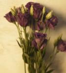 Lisianthus