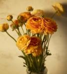 Ranunculus