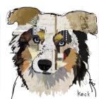 Australian Shepherd