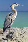 Blue Heron