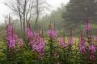 Campobello Lupine