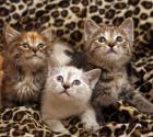 Kittens 3