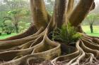 Roots Sarasots Big Tree