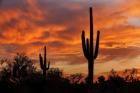 Saguaros Amazing Sunset