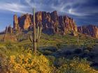 Lost Dutchman flowers