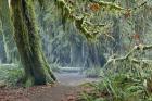 Olympic NP Trail