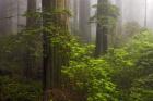 Redwoods Fog