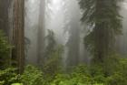 Redwoods NP Fog