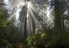 Redwoods NP Ladybird Johnson Lightbeam