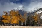 RMNP Aspens and Storm Clouds