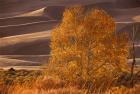 Sand Dunes NP