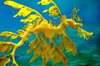 Sea Dragon