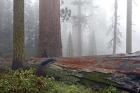 Sequoia Fallen Giant