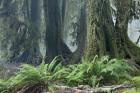 Washington Olympic NP Foggy Ferns