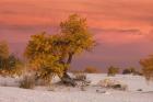 White Sands Yellow Tree