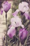 Irises