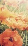 Yesterdays Poppies