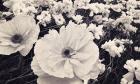 White Poppy Field