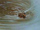 Duckling