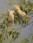 Pair of Cockatoos