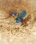 Kingfisher Study