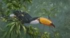 Toco Toucan