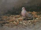 Mourning Dove