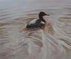 Pochard 2