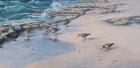 Sanderlings