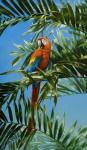 Scarlet Macaw 1