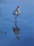 White Ibis