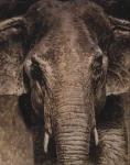 Elephant Portrait