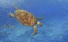 Sea Turtle