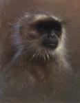 Monkey Portrait