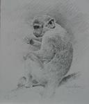 Monkey Sketch 2
