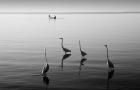 4 Heron and Boat