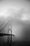 Golden Gate and Birds