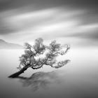 Water Tree VI