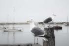 Two Seagulls & Boats