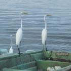 Garzas-3-2