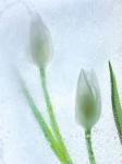 Tulipanes Blancos 32 BN