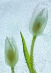 Tulipanes Blancos 33