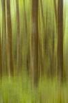 Blurred Trees 1