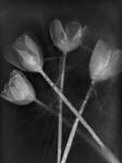 4 Tulipanes
