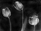 Tulipanes Platino