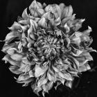 Dalia 2 Phaseone Stack Bw