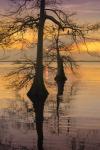 Two Trees on Water