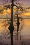 Two Trees on Water